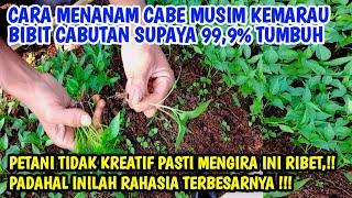 Cara menanam cabe musim kemarau bibit cabutan 99,9%  tumbuh ||budidaya cabe