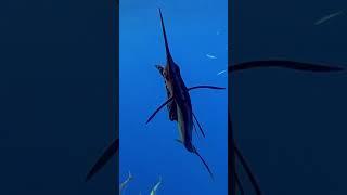 Black Marlin (132 kilometers per hour)