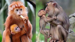 Most Adorable Baby Monkey With Mother   || Cute Monkey Vídeos Compilation