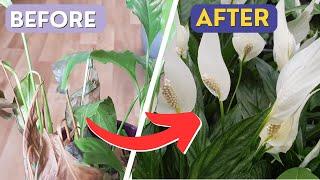 How to Save Peace Lily Plant | UPDATE