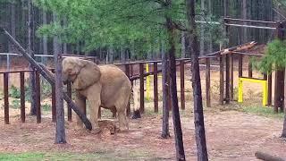 The Elephant Sanctuary | Artie Felling Trees