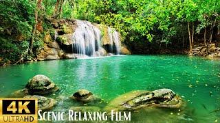 Forest, Beautiful Background  • 4K Scenic Relaxing Film: Relaxing Music |