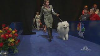 National Dog Show 2024: What to expect at this year's event