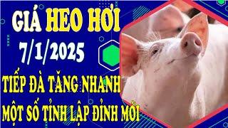 Giá heo hơi hôm nay ngày 7/1/2025 - Giá lợn tiếp tục tăng nhanh, nhiều địa phương lập đỉnh mới