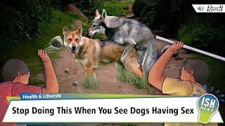 Stop Doing This When You See Dogs Having Sex| ISH News