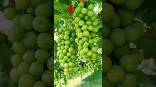 Green grape #music #jazz #instrumental #beats #animation #quotes #automobile #katabijakterbaru