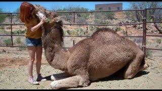 How to Cuddle With a Camel