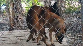 Apareamiento CRUZA de Perros Pastor Belga Malinois (Apareamiento en Perros)