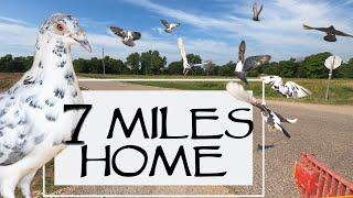 Training Homing Pigeons To Home 7 Miles - Will They Make It Home?