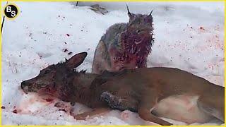 Most Brutal Attacks by Wild Cats ! - Bobcats, Lynx, Ocelot