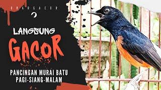 MURAI BATU GACOR AMPUH BUAT PANCINGAN MURA BATU AGAR BUNYI BIKIN MURAI BONGKAR MATERI