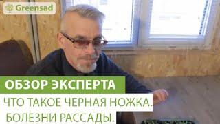 Что такое черная ножка. Болезни рассады.