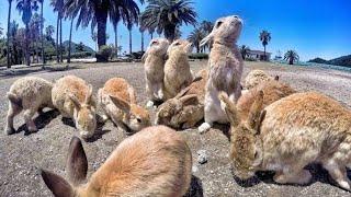 Eksplorasi Rabbit Island (Pulau Kelinci) Di Usagijima, Jepang!