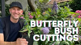 Butterfly Bush Propagation with Cuttings: Easy & Free Plants | Perennial Garden