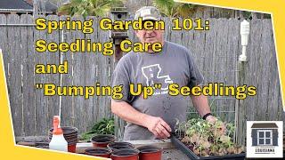 Spring Garden 101:  Seedling Care and "Bumping Up" Seedlings