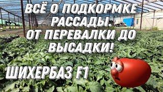 Все подкормки рассады томата. Удобрения, стимуляторы, защитные мероприятия