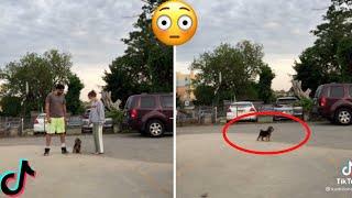 Run In Opposite Directions And See Who Your Dog Loves More (TikTok Trend)