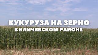 Кукуруза — виды на урожай