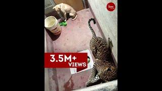 Dog trapped with leopard inside toilet in Karnataka for at least 7 hours