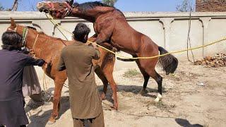 “Fresh Beginnings: The Joyful Journey of Horse Breeding”