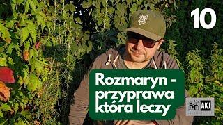 Rozmaryn - przyprawa, która leczy