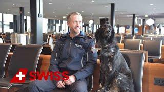 Paws on patrol: The police dogs at Zurich Airport | SWISS