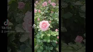 EDROSES/Троянда  Софі Роша (Sophie Rochas), Delbard, Франція, 2017.Чайно-гібридні (Hybrid Teа)