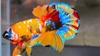 126"Most Beautiful Betta Fish: Stunning Colors & Gorgeous Betta Fish Tanks