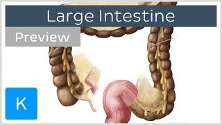 Large Intestine Structure and Function (preview) - Human Anatomy | Kenhub