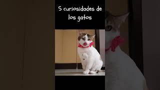 5 curiosidades de los gatos #animals #cat #cats #mascotas #viral #shortvideo #shorts