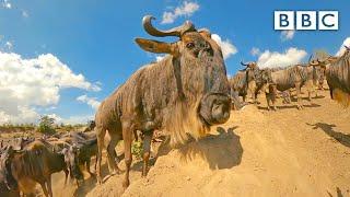 Young wildebeest and mother leap from cliff edge  - BBC