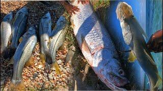 GIANT SNOOK N TARPON SURPRISING (CATCH CLEAN COOK  EPIC