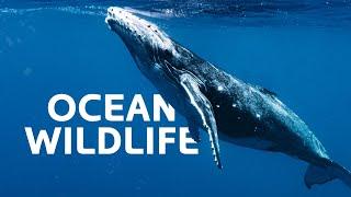 The Unique Wildlife Hidden In the Depths Of The Ocean | Wildlife Documentary