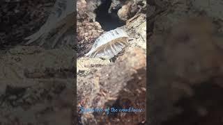 Secret love of isopods. #nature #swindon #aqualush #time #reptilush #woodlife #isopods