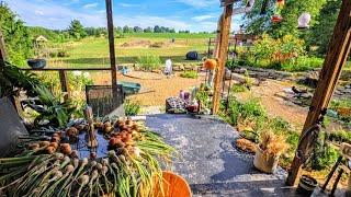 Wild Garden Onion Harvest // Whitt Acres