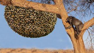 Berani M4ti !!! Baboon ACAK ACAK Sarang Lebah Demi Madu, Akhirnya Disengat Sampai Jadi Begini