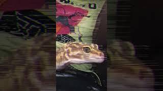 A edit of my pet gecko! #antizoo #gecko #edit