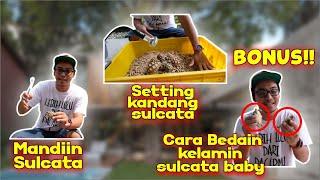 SULCATA BABY : CARA MANDIIN, SETTING KANDANG, & BEDAIN KELAMIN ? | PEMULA WAJIB NONTON