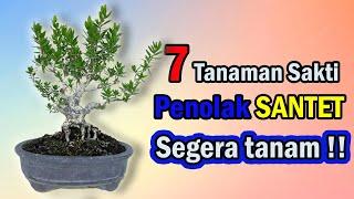 7 TANAMAN SAKTI PENANGKAL SANTET