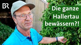 Gesicherte Hopfenproduktion trotz Klimawandels: die ganze Hallertau bewässern? | Unser Land | BR