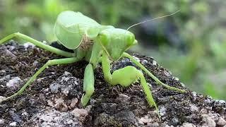 catch and observe the green mantis