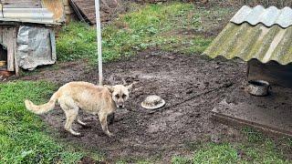 10 Years Chained Dog has Most Heartbreaking Reaction on Being Rescued