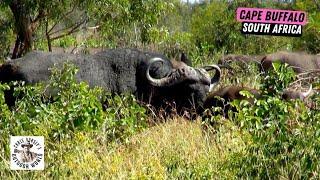 Dangerous Hunt for Cape Buffalo as Chaos Erupts