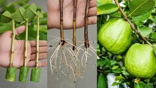 How to propagate guava tree from cuttings! Ready to grow your ownguava tree at home?