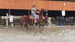 Sold 67- 10 yr old 15.1HH sorrel ARABIAN/SADDLEBRED gelding $975 Deadline 2/2/24