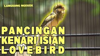 MASTERAN KENARI ISIAN LOVEBIRD