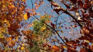 Wind Sounds 1 Hour / Wind Blowing Through Autumn Forest