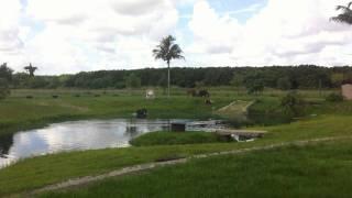 Our horses rolling after a swim