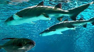 Gatlinburg, TN - Ripley's Aquarium of the Smokies video short