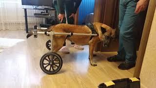 Инвалидные коляски для парализованных животных